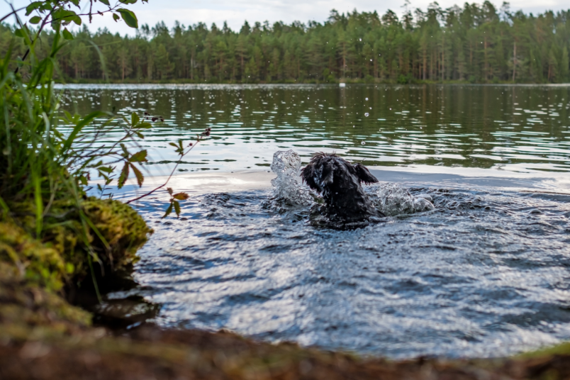 Sinilevämyrkytys koiralla