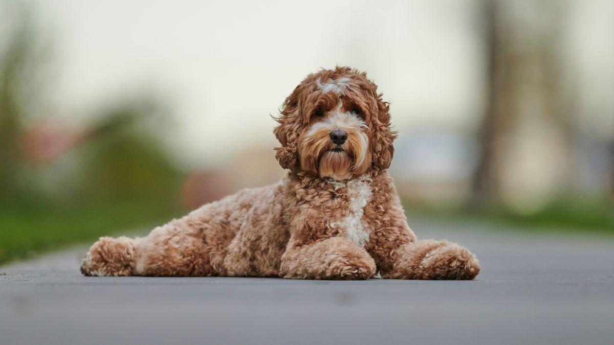 labradoodle
